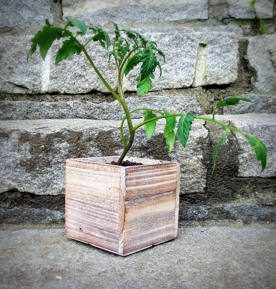 The Little Things - Post 2 - Roma tomato plant