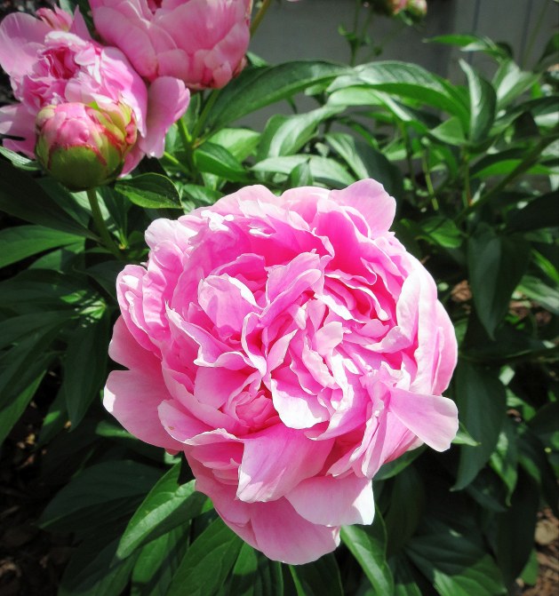 The Little Things - Post 3 - Peonies